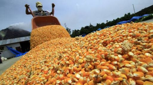 Estados Unidos desplazó a la Argentina del mercado peruano de maíz