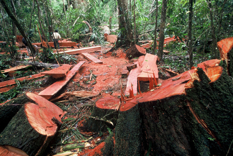 Retrocesos en la lucha contra tala ilegal de árboles en Perú